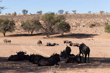 Image showing wild (Connochaetes taurinus) Blue Wildebeest