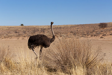 Image showing Ostrich Struthio camelus, in Kgalagadi, South Africa