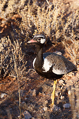 Image showing Northern Black Korhaan