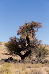Image showing African sociable weaver big nest on tree