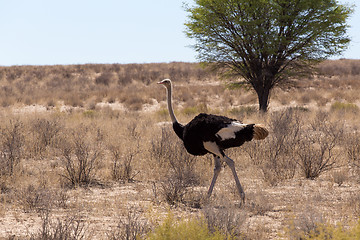 Image showing Ostrich Struthio camelus, in Kgalagadi, South Africa