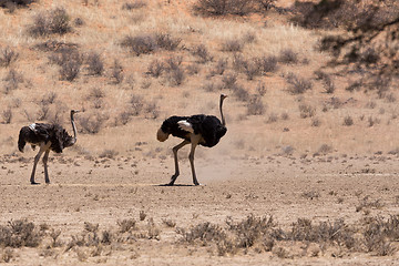 Image showing Ostrich Struthio camelus, in Kgalagadi, South Africa