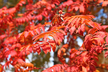 Image showing Lush Red Sorbus Leaves In Autumn