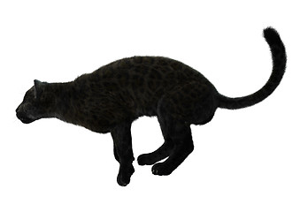 Image showing Big Cat Black Panther