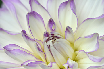 Image showing White and purple Dahlia close-up