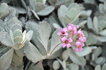 Image showing Cactus in botanic garden