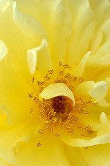 Image showing Beautiful old-fashioned yellow rose.