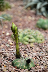 Image showing Budding Gymnocalycium cactus flower