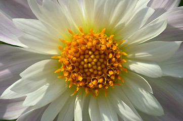 Image showing Yellow and white daisy flower