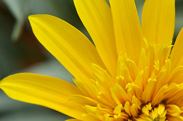 Image showing Close-up of beautiful yellow chrysanthemum flowers