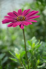 Image showing Purple daisy flowers, Osteospermum