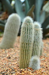 Image showing Cleistocactus strausii 