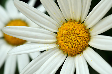 Image showing Yellow and white daisy flower