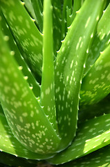 Image showing Green aloe vera in the garden