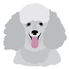 Image showing Toy Poodle