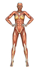 Image showing Muscle Maps