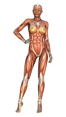 Image showing Muscle Maps