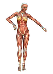 Image showing Muscle Maps