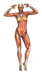 Image showing Muscle Maps