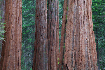 Image showing Giant Sequoia redwood trees in Sequoia national park