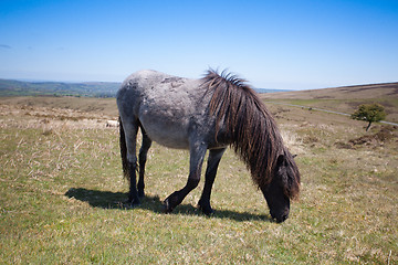 Image showing Wild Exmoor Pony on the summer pasture,Great Britain