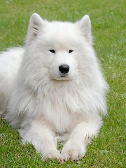 Image showing Typical Russian white Samoyed dog