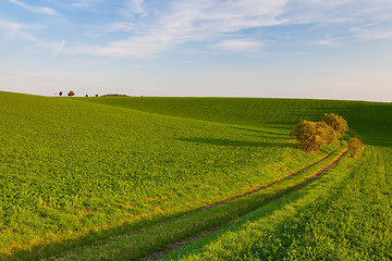 Image showing Path between green fields