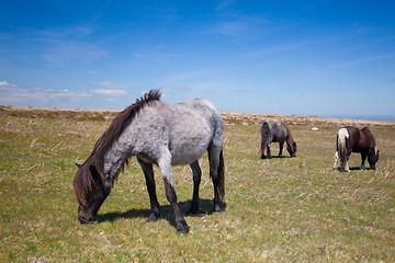 Image showing Wild Exmoor Ponies on the summer pasture,Great Britain