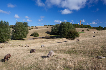 Image showing On pasture at Cape Arcona, Ruegen Island