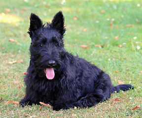Image showing Black Scottish Terrier in the garden