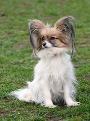 Image showing Typical Young Papillon dog in the garden