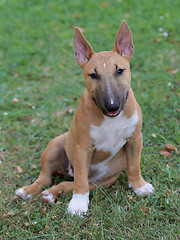 Image showing Miniature Bull Terrier on a green grass lawn