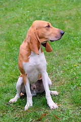 Image showing Typical Swiss Hound -Schweizer Laufhund - on a green grass