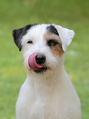 Image showing Portrait of Parson Russell Terrier