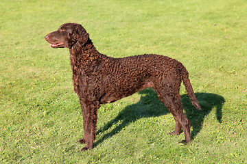 Image showing Typical Curly Coated Retriever on a green grass