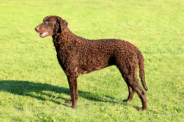 Image showing Typical Curly Coated Retriever on a green grass