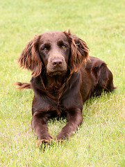 Image showing Typical German Spaniel on a green grass lawn