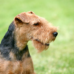 Image showing Portrait of Welsh Terrier 