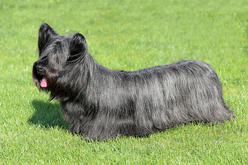 Image showing Black Skye Terrier on a green grass lawn