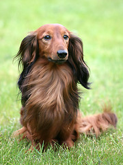 Image showing Dachshund Standard Long-haired on a green grass