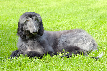 Image showing Typical black Afghan Hound on a green grass lawn 