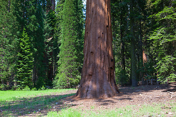 Image showing Giant Sequoia redwood trees in Sequoia national park