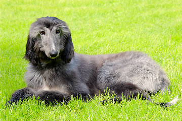 Image showing Typical black Afghan Hound on a green grass lawn 