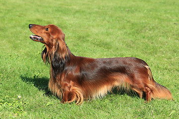 Image showing Typical Red Dachshund  Long-haired in the garden