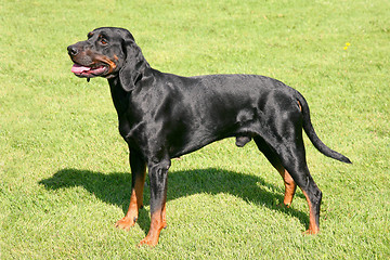 Image showing Black Polish Hunting Dog