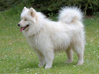 Image showing Typical Russian white Samoyed dog