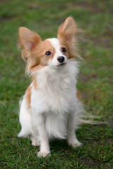 Image showing Typical Young Papillon dog  in the garden