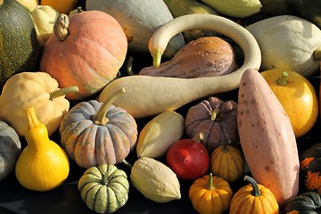 Image showing Squash and pumpkins.