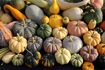 Image showing Squash and pumpkins.