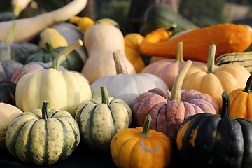 Image showing Squash and pumpkins.